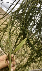 Struthanthus uraguensis