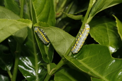 Diloba caeruleocephala