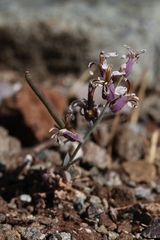 Streptanthus batrachopus