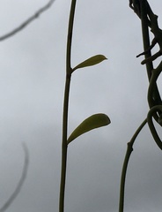 Struthanthus uraguensis