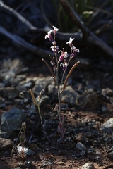 Streptanthus batrachopus