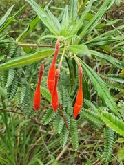 Fuchsia triphylla