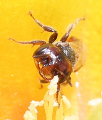 Macrotera