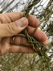 Struthanthus uraguensis