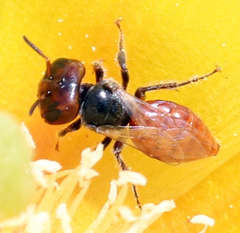 Macrotera