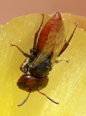 Macrotera