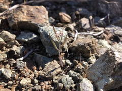 Streptanthus batrachopus