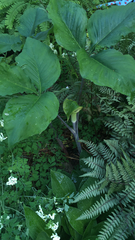 Arisaema triphyllum