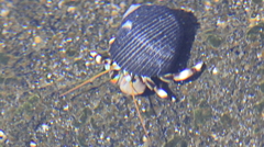 Nerita picea