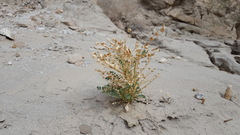 Astragalus crotalariae