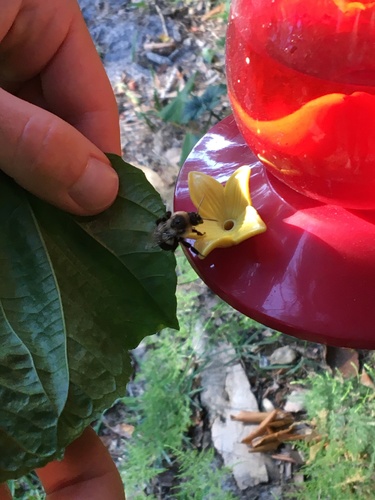 Bombus impatiens image