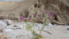 Astragalus crotalariae