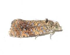 Olethreutes astrologana