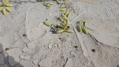 Astragalus crotalariae