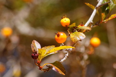 Crataegus mexicana