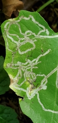 photo of agromyzid mine in an American trailplant leaf