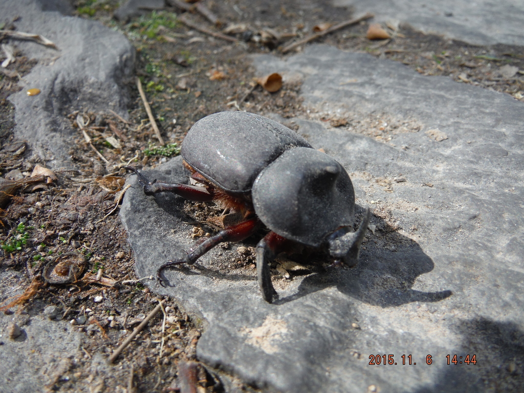 Xyloryctes teuthras