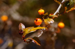 Crataegus mexicana