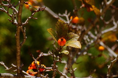 Crataegus mexicana