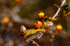 Crataegus mexicana