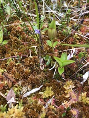 Pinguicula villosa