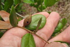 Amphibolips quercuscitriformis
