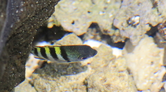 Abudefduf abdominalis