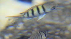 Abudefduf abdominalis