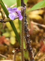 Pinguicula villosa