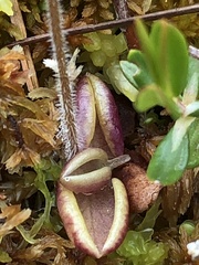 Pinguicula villosa