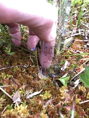 Pinguicula villosa