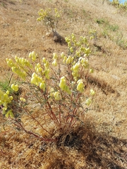 Astragalus asymmetricus