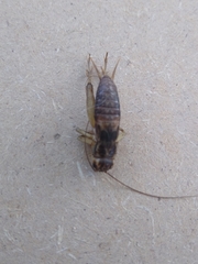 Gryllodes sigillatus