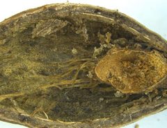 Amphibolips quercuscitriformis