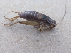 Gryllodes sigillatus