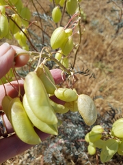 Astragalus asymmetricus