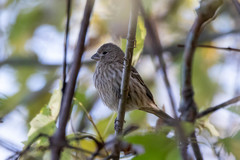 Haemorhous mexicanus