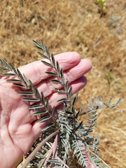 Astragalus asymmetricus