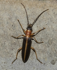 Oedemerinae