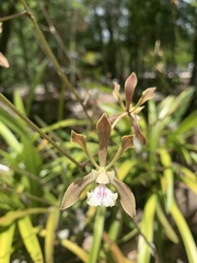 Encyclia belizensis