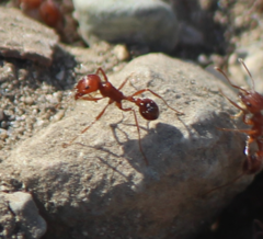 Pogonomyrmex californicus