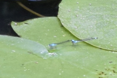 Enallagma geminatum