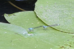Enallagma geminatum