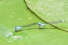 Enallagma geminatum