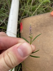 Polygala verticillata