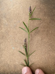 Polygala verticillata