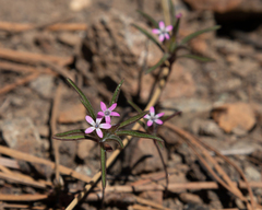 Collomia tracyi