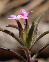 Collomia tracyi