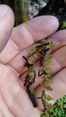 Trichocolea mollissima