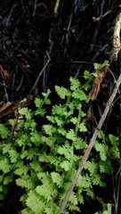 Trichocolea mollissima